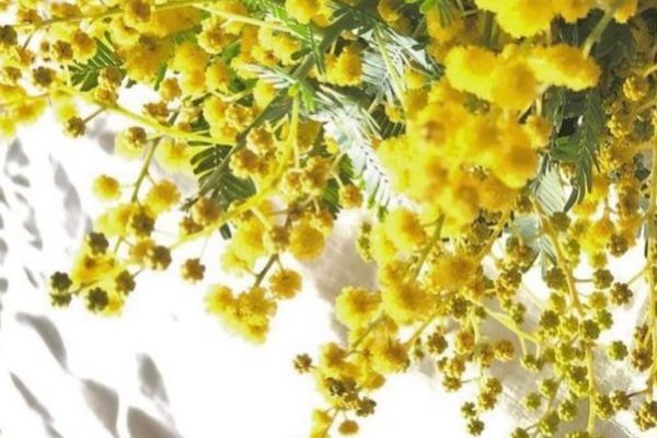 JUIN fleuriste + ATELIER table【mimoza et chocolat ～ミモザと木枝のスワッグ作り ～】開催しました サムネイル