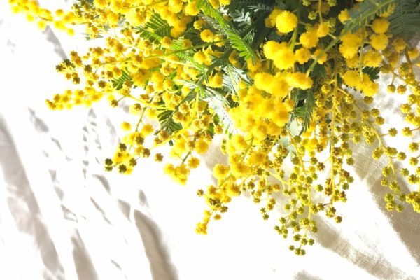JUIN fleuriste　+　ATELIER table【mimoza et chocolat ～ミモザと木枝のスワッグ作り ～】 サムネイル